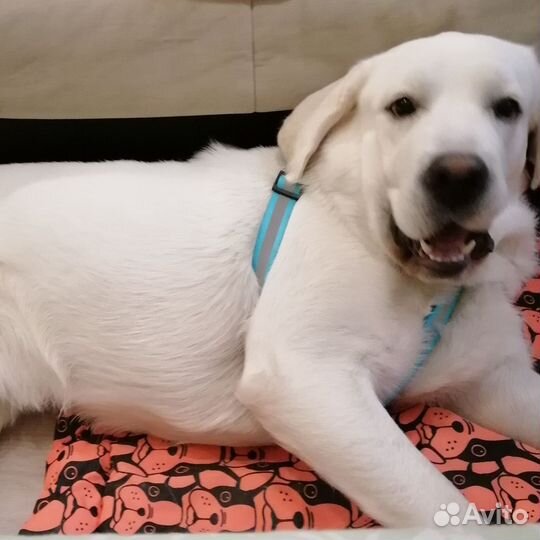 Собачая шлейка