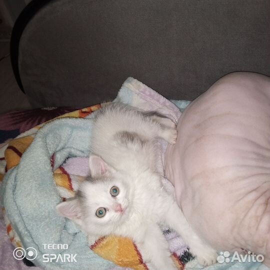 Котенок - девочка в добрые руки