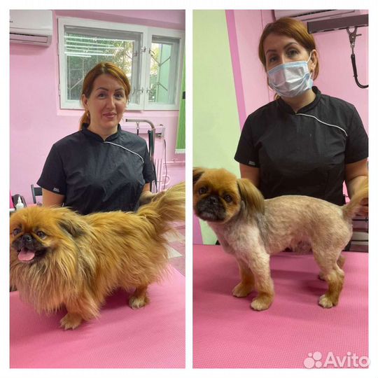 Грумер стрижка собак и кошек с выездом на дом