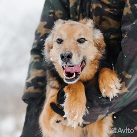 Ищет дом собака-улыбака Леди
