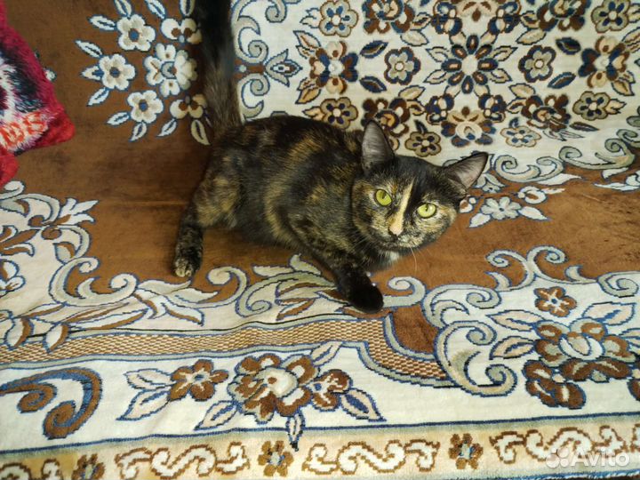 Кошка в дар