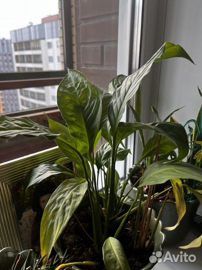 Фикус (спацифилум,алое и др )