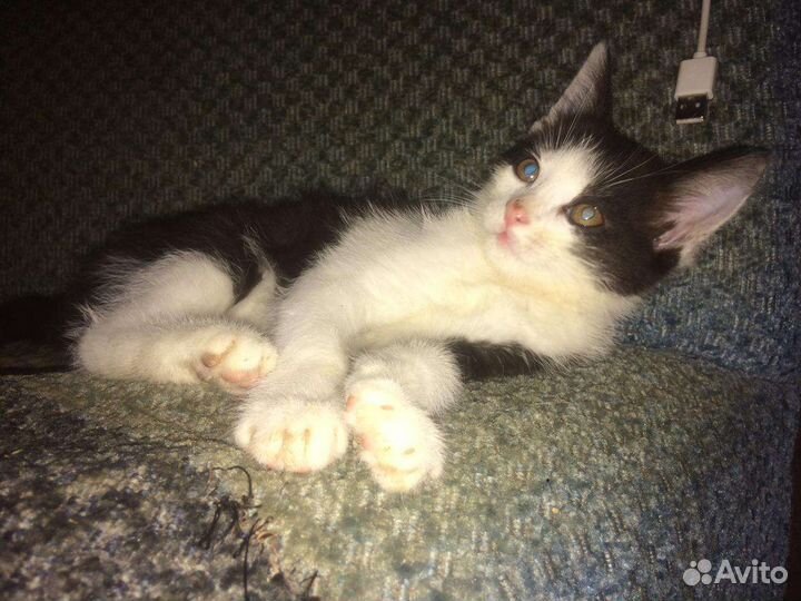 Котенок в добрые руки