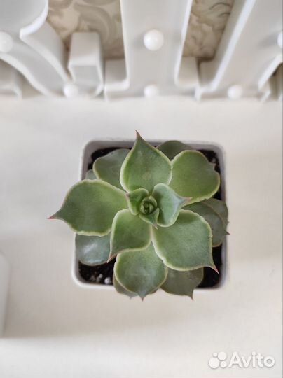 Цветы.Суккуленты