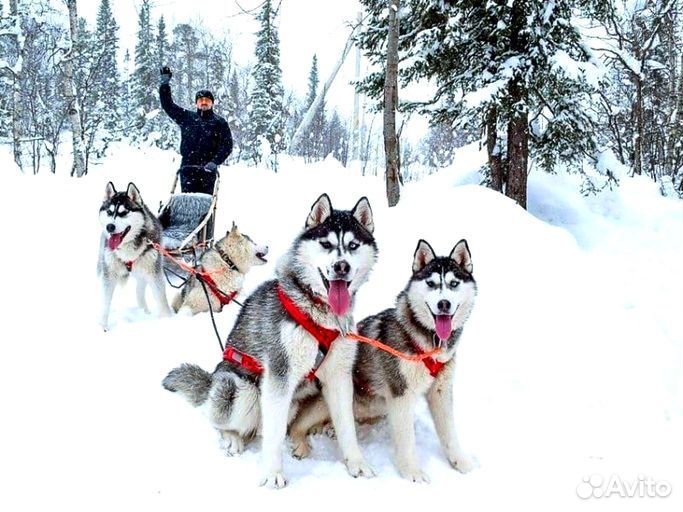 Отпуск в Карелии, 5 дней, Зимние хиты