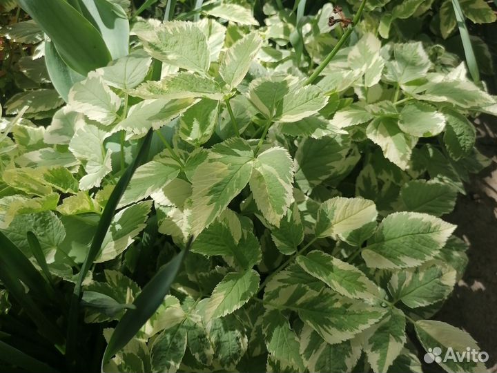 Садовые растения