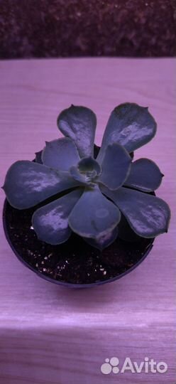 Суккуленты