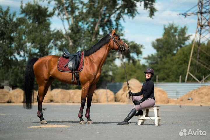 Продается лошадь