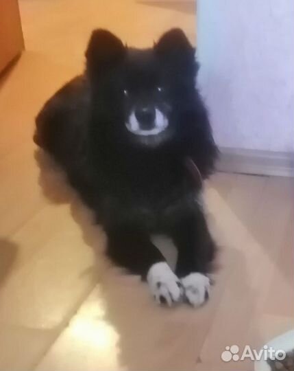 Добрый пёс ищет дом