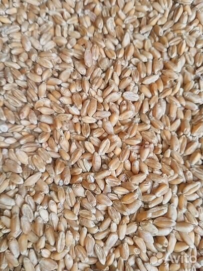 Пшеница 3 класс