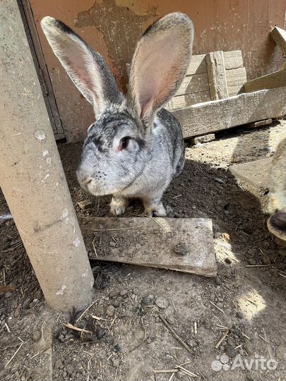 Кролики великаны