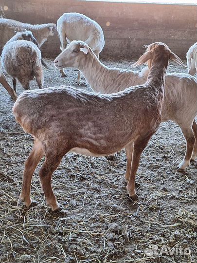 Овцы барашки