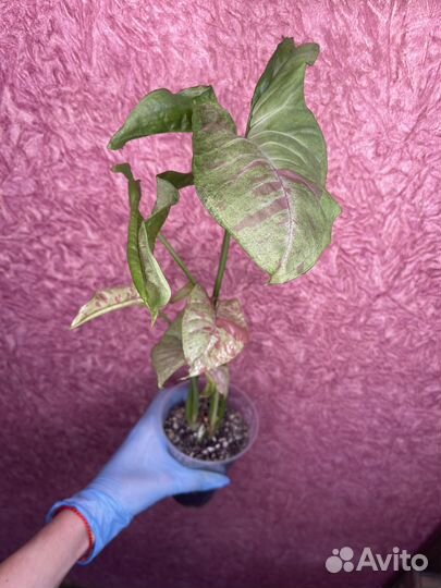 Singonium Confetti (Сингониум Конфетти)