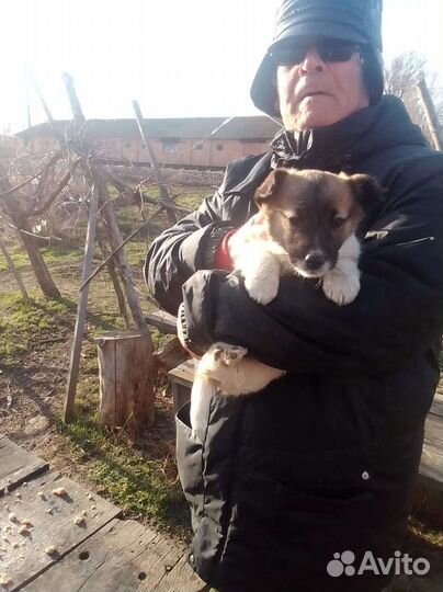 Собака в добрые руки