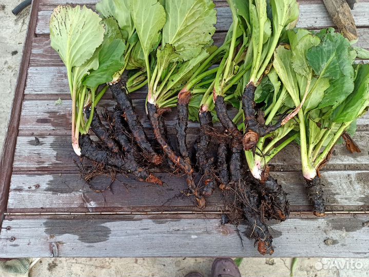 Бадан, корни