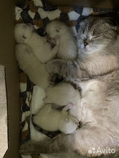 Шотландские котята