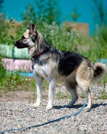 Сорбонна собака