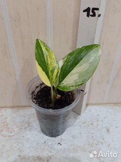 Эпипремнум, Филодендрон в ассортименте, Пеперомия