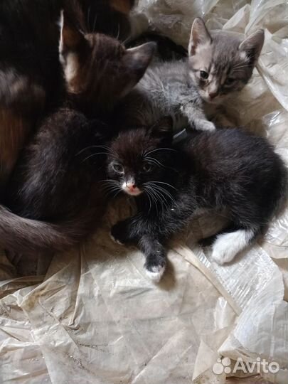 Котята в добрые руки