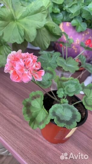 Пеларгония