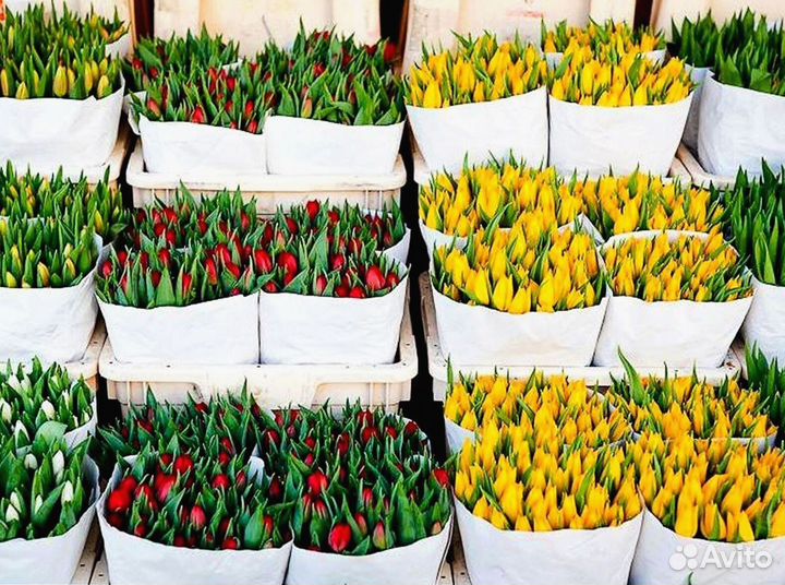 Тюльпаны оптом