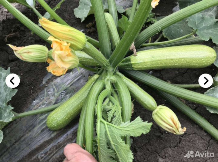 Кабачек Марселла Семена