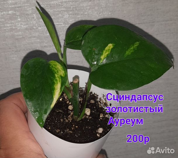 Комнатные растения, цветы