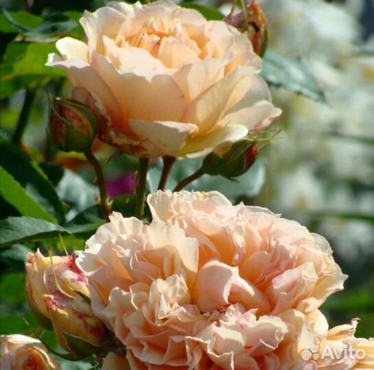 Роза саженцы очень красивых необыкновенны