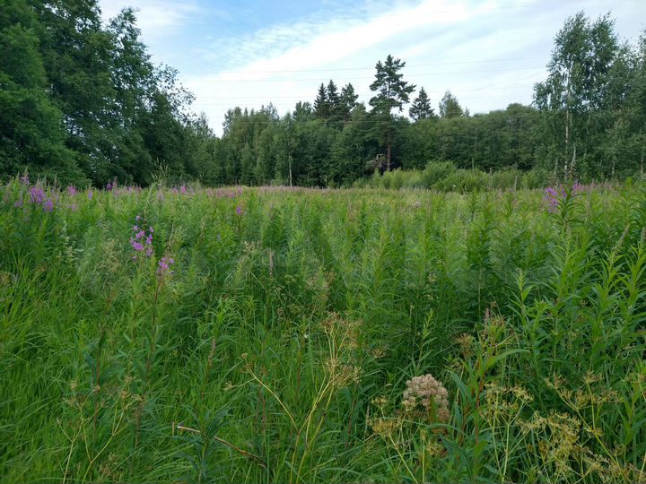 Участок 12 сот. (ИЖС)