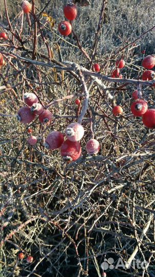 Шиповник сушённый,баярышник,лимонник
