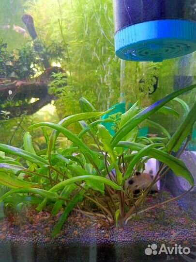 Растения для аквариума/креветки