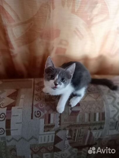 Котята, три девочки на