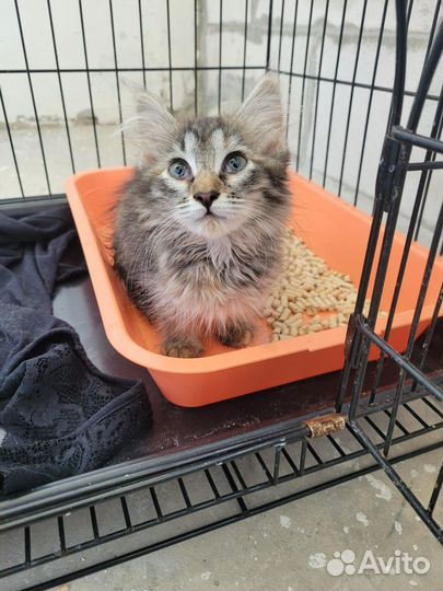 Котенок в добрые руки в дар