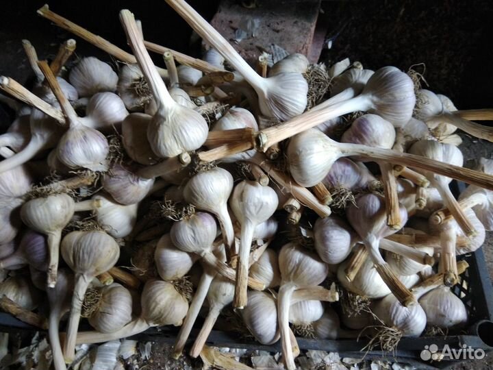 Продам чеснок