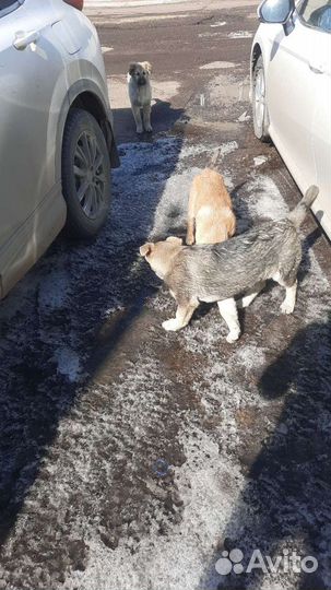 Собаки подростки