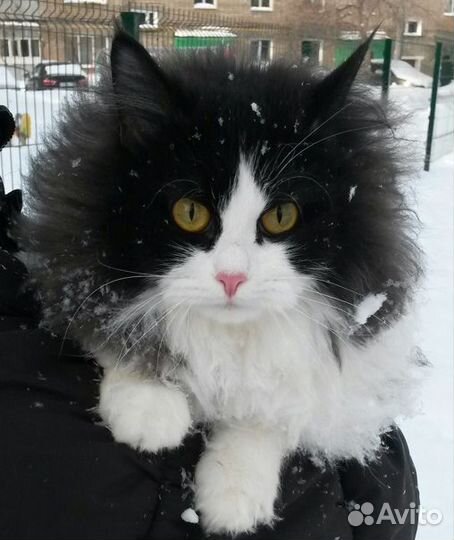 Кошка мышеловка