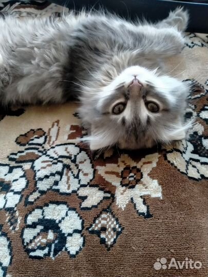 Вислоухая кошка