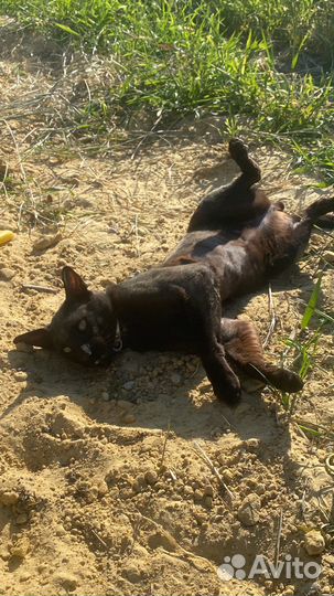 Ориентальный кот вязка