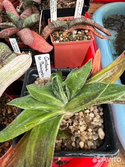 Гастерия (Gasteria) - 1