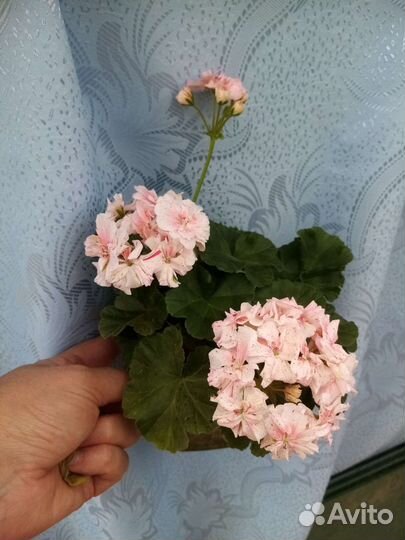 Пеларгония герань