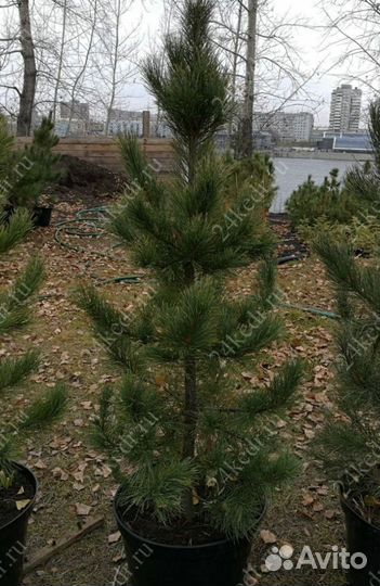 Сибирский кедр экстра класс. Саженцы