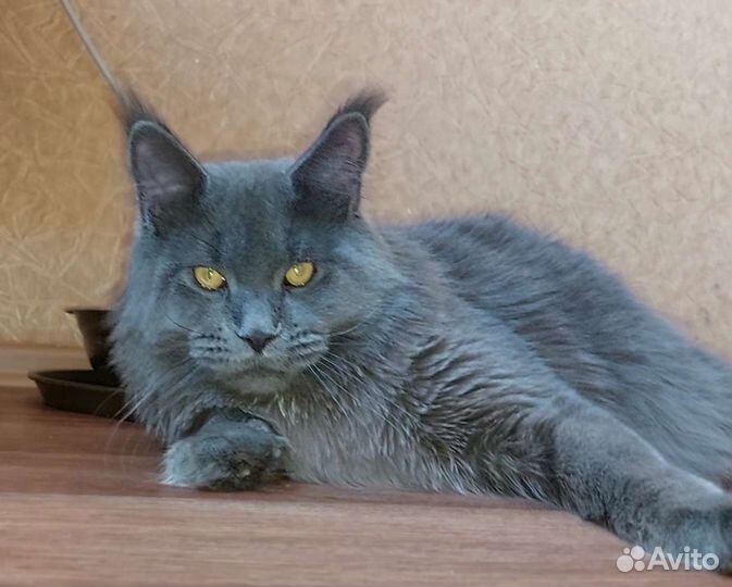 Кот мейн-кун вязка