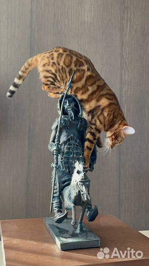 Кот в аренду для фотосесии / Бенгал в аренду