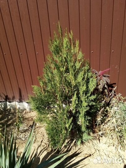 Саженцы туи и живучки ползучей