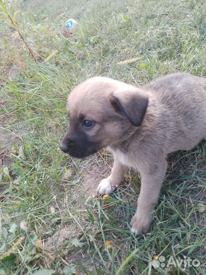 Собаки бесплатно