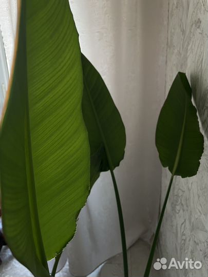 Стрелиция Николая