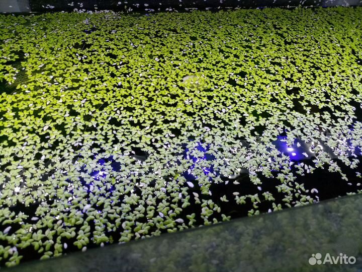 Ряска в аквариум