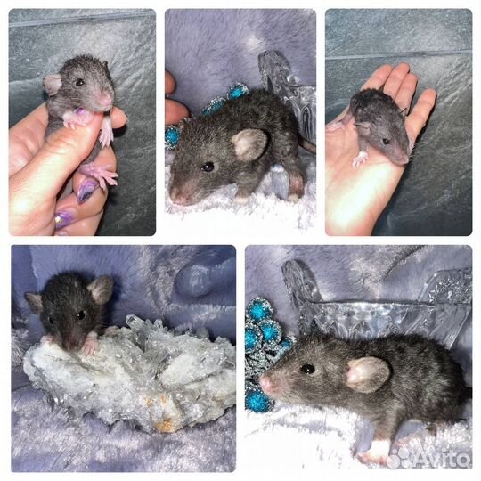 Породные крысята, ушки Дамбо