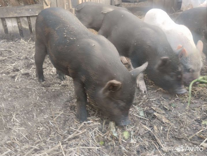 Поросята кастрированные