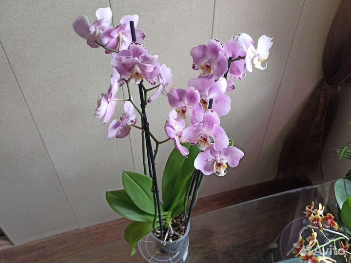 Редкие орхидеи: Бабочка, 3 lips, Восковики